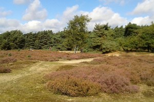 Herfst veldtourtocht